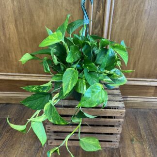 Pothos Hanging Basket