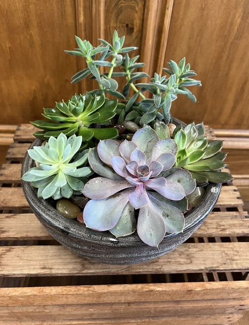 Succulent Garden