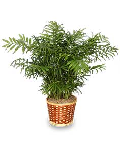 Parlor Palm