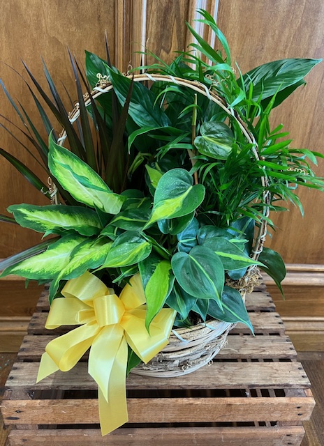 Planter LD-4